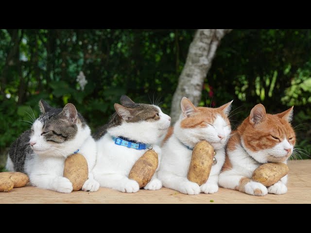 メークインジャガイモ のせ猫 250917 - YouTube