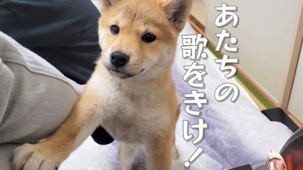 The little sister, Mameshiba, who imitates her big brother on a