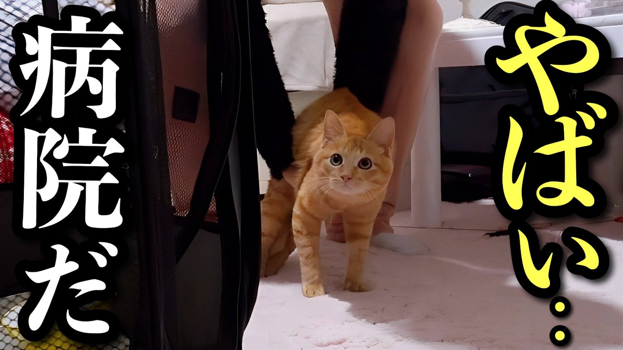 A drunk couple and a white cat. - YouTube