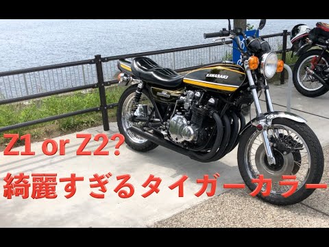 97] Z1 or Z2? Beautiful Tiger Color 26/May/2024 - YouTube