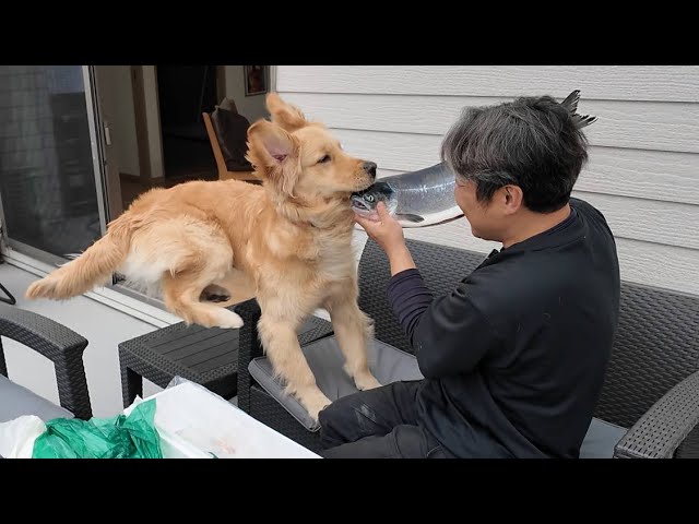 I was so excited to see a sockeye salmon for the first time