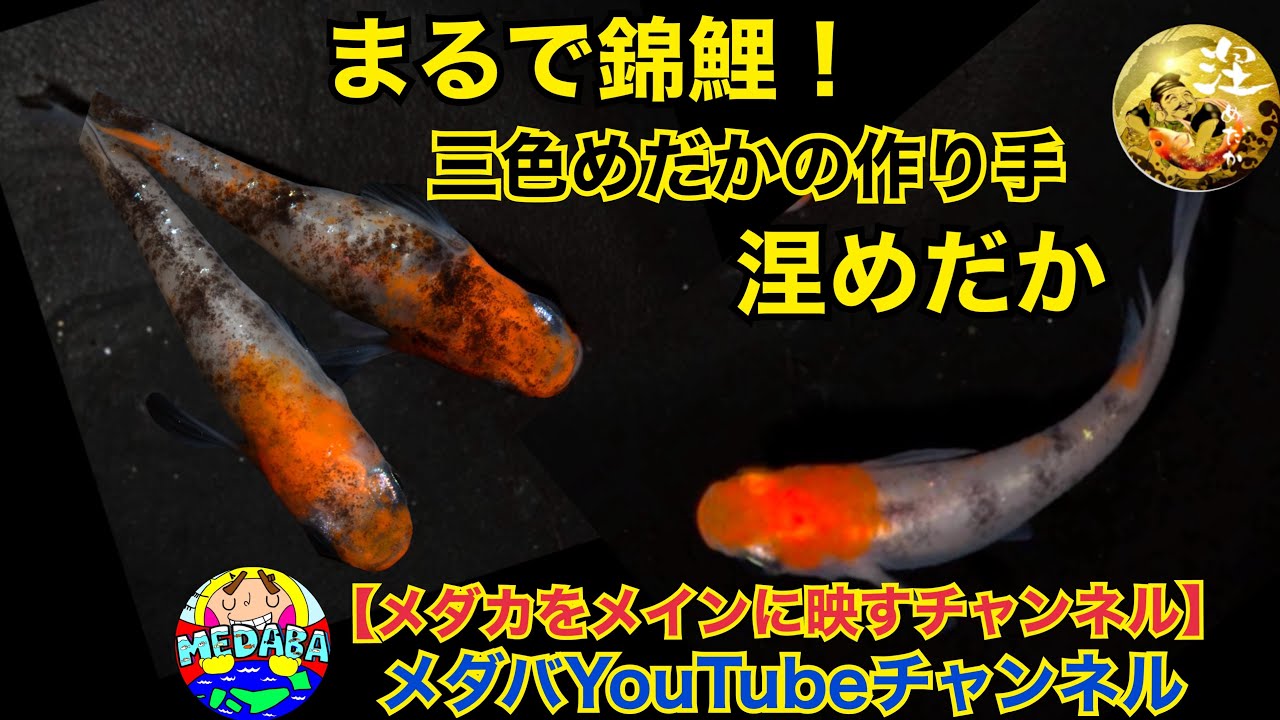 Medaka] Just like Nishikigoi! Introducing the video of 