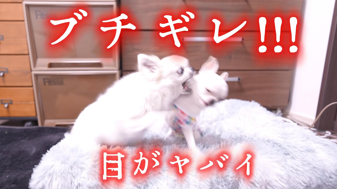 Shocking] It all turned to hell in an instant! Here's the shocking