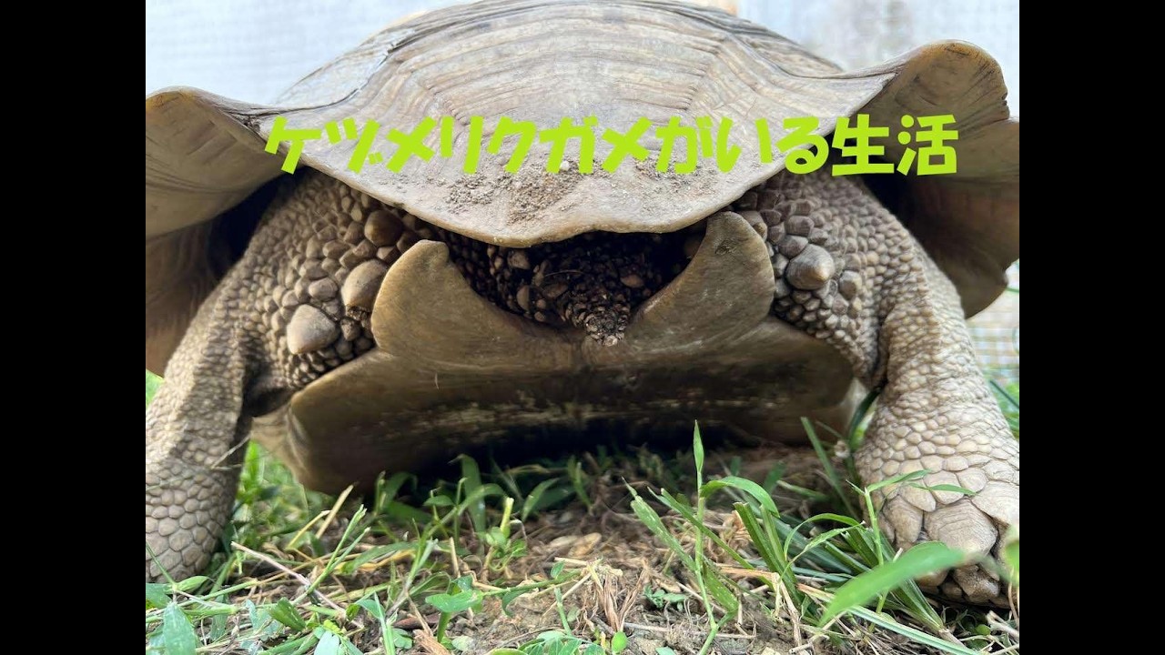 日本にたった1頭しかいないカメに会いにきました - YouTube