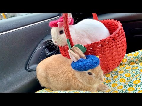 113① うさぎとドライブ？！優雅に助手席に乗るうさぎ達が可愛すぎる