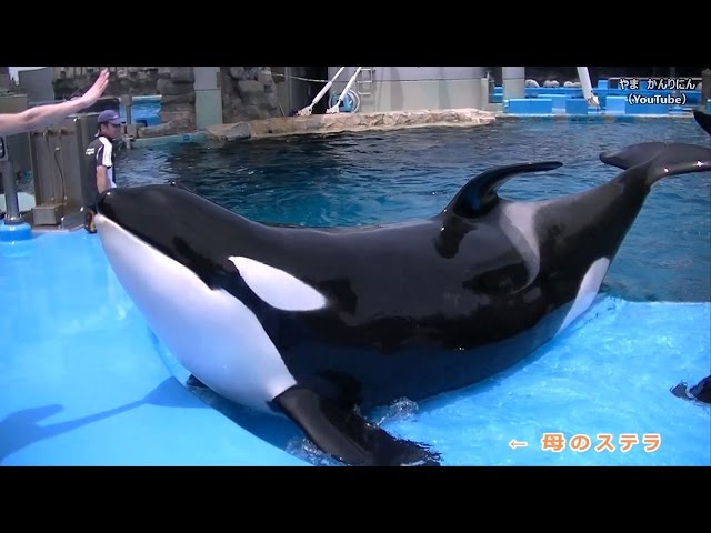 シャチの親子（ステラ・ラン・リン）名古屋港水族館 - YouTube