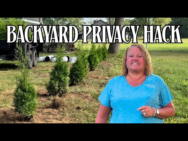 Backyard Retreat 🌲 Create Privacy With Thuja 'North Pole