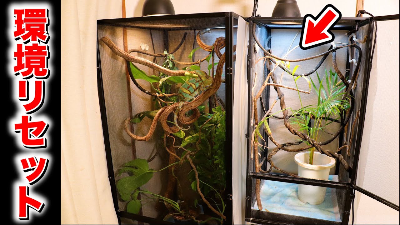 Cleaning the chameleon cage! [Chameleon breeding] - YouTube
