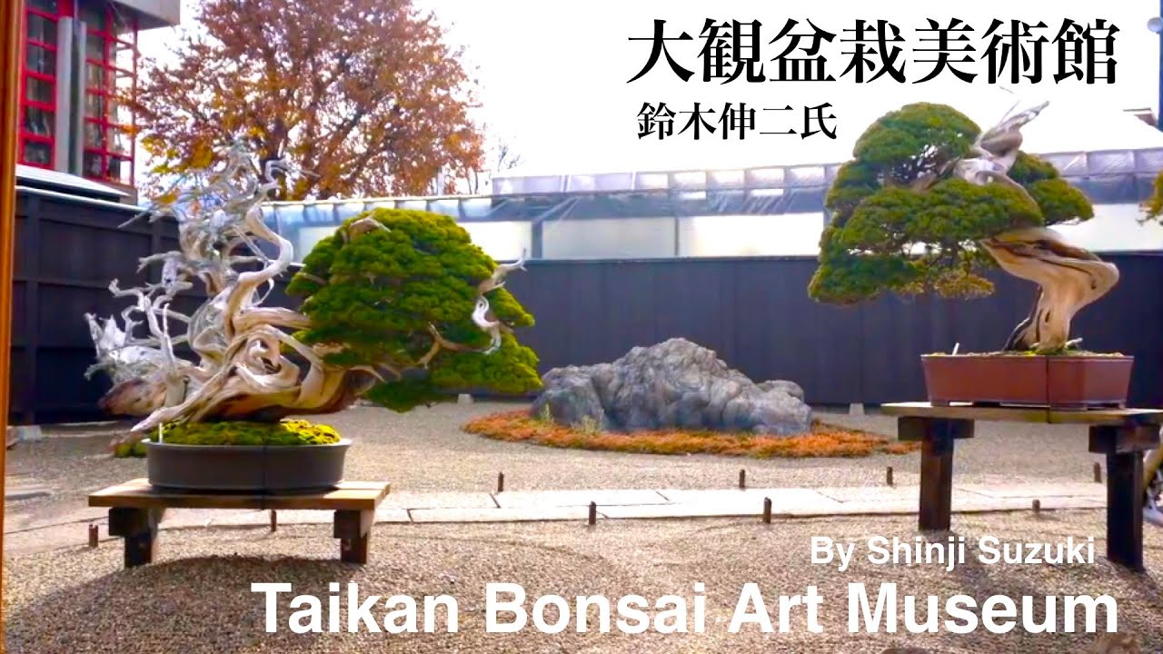 4K] Shinji Suzuki, Taikan Bonsai Museum - YouTube