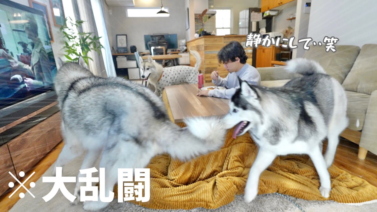 Big Fight] Being home alone with three huskies and my dad was