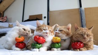 トマピー のせ猫 251026 - YouTube