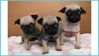 748334 パグ - YouTube