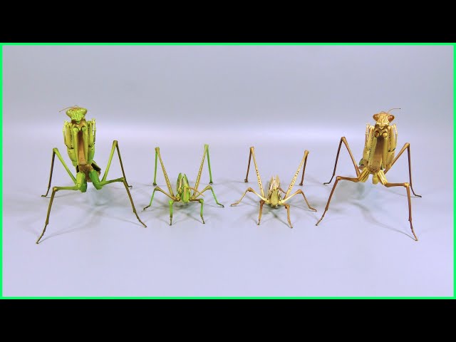 Casual review] A casual introduction to the giant mantis and the