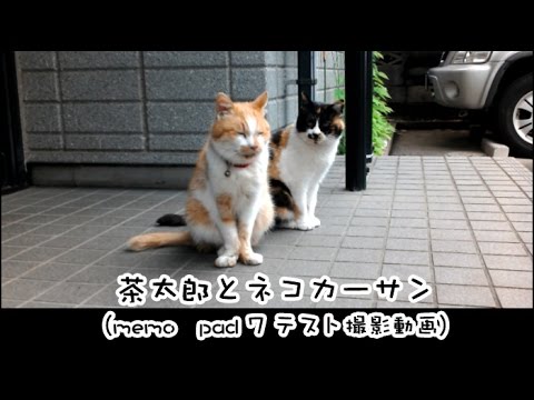 ネコ】 茶太郎 - YouTube