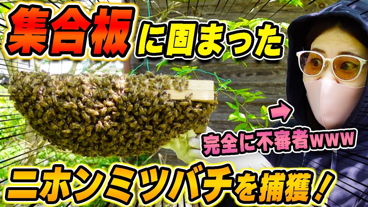 Insect Slow] Looking back at the best moments of Japanese honeybee