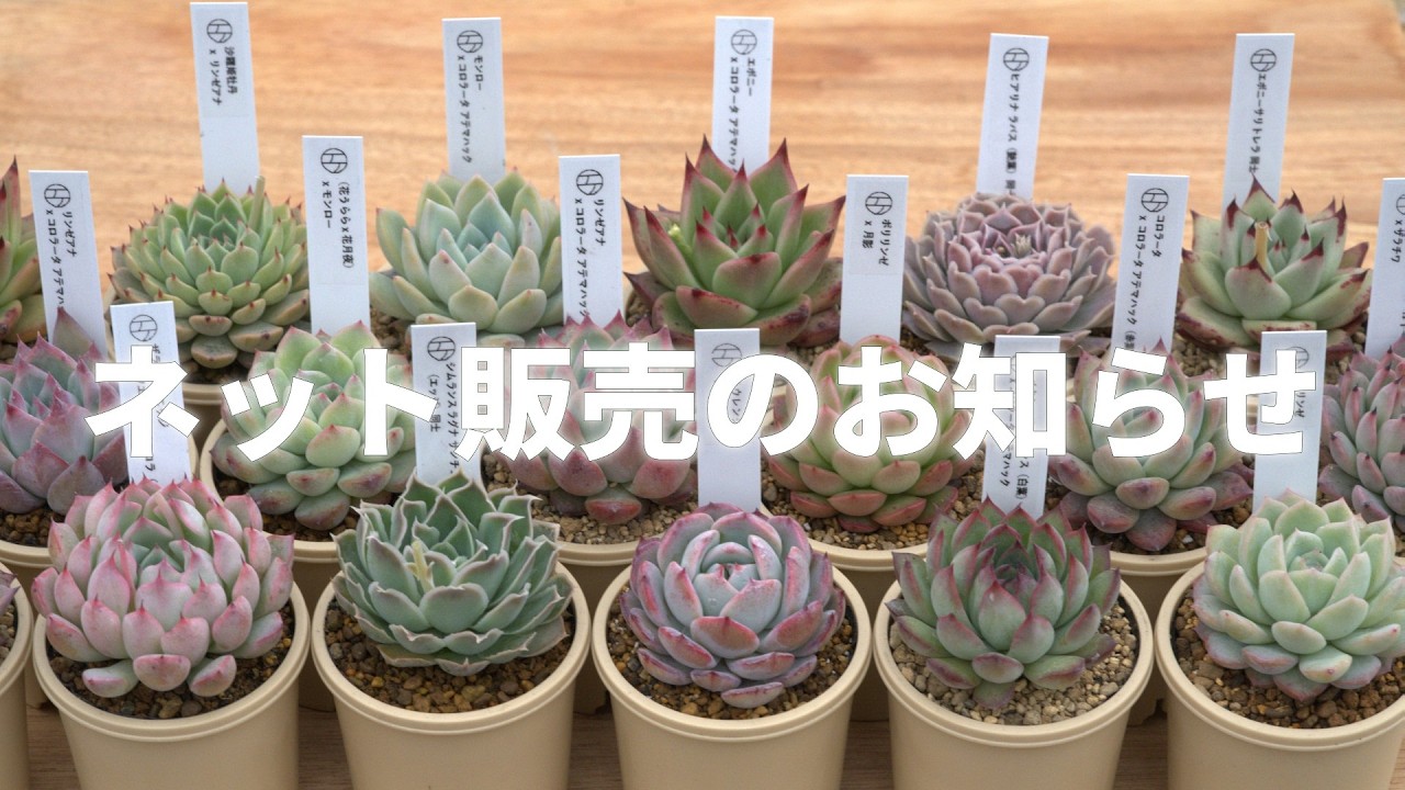 From hybrids to original species] Echeveria grown from seeds at