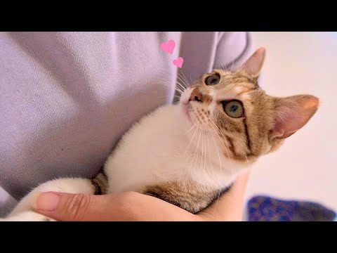 ねぇねぇ‥」珍しくママに甘えたくて何度も膝に戻ってくる子猫が