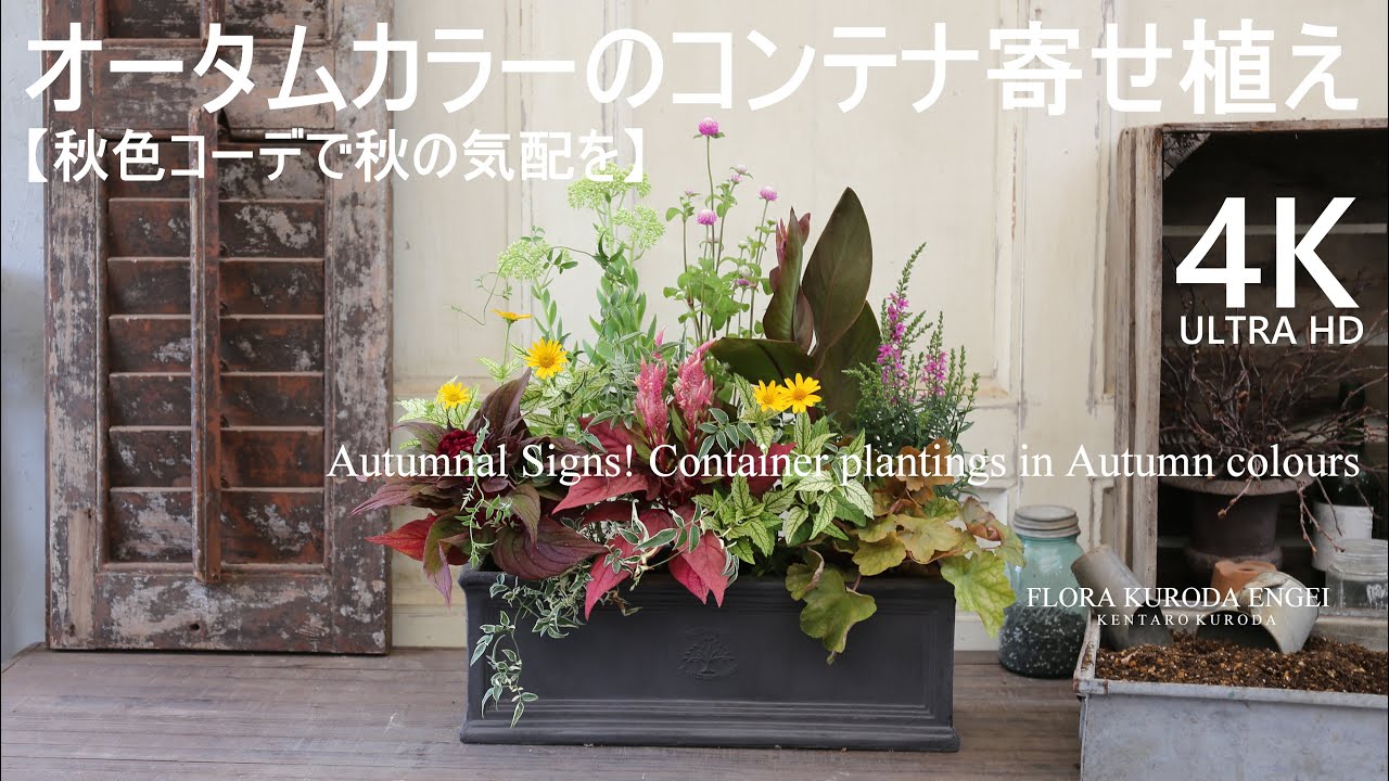 寄せ植え／オータムカラーのコンテナガーデン【夏のガーデニング】秋色