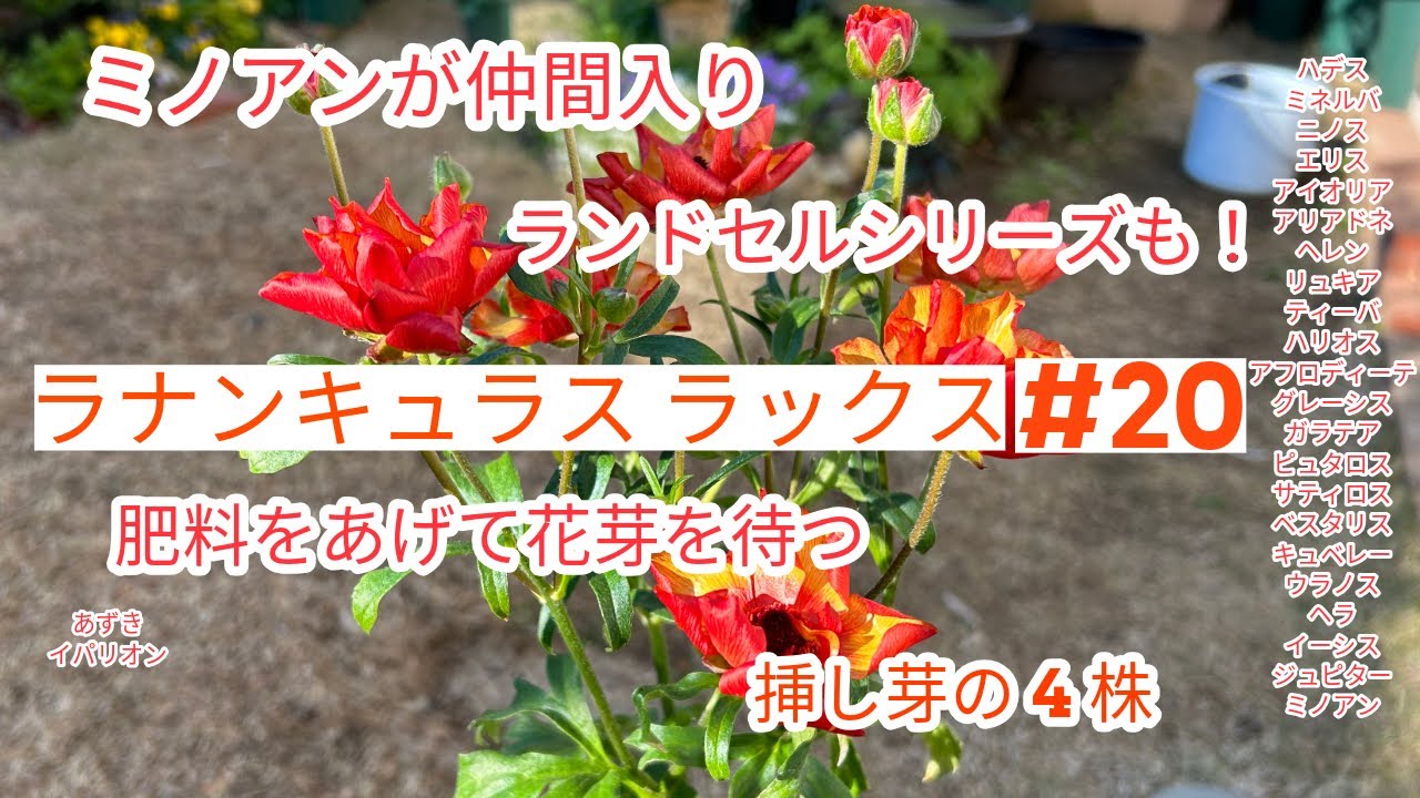 ラナンキュラスラックス】#20 ミノアン、あずき、イパリオン仲間入り