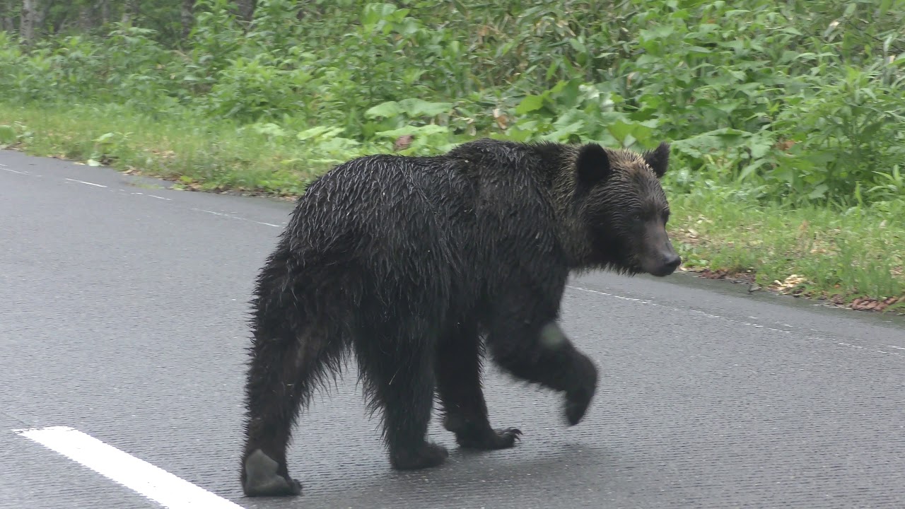 Wild Ezo Brown Bear & (Hokkaido , Japan) June 30, 2019 - YouTube