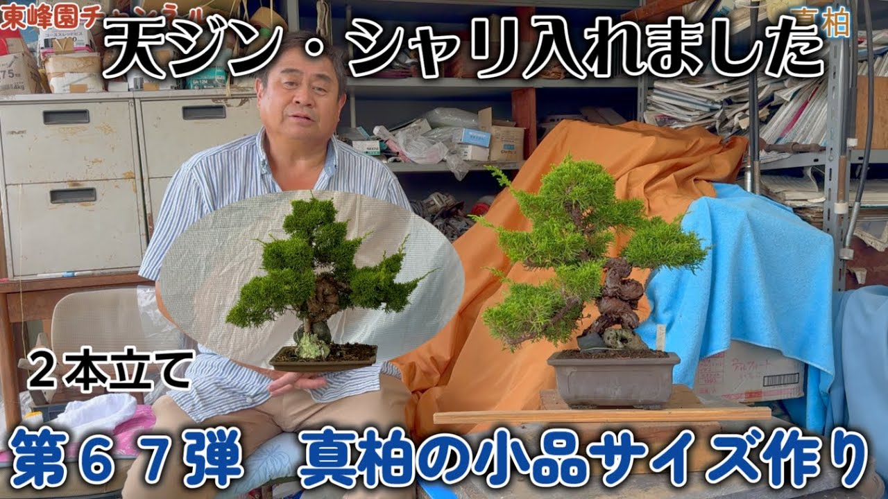 盆栽】第67弾 真柏の小品サイズ作り 【天ジン・シャリ入れました