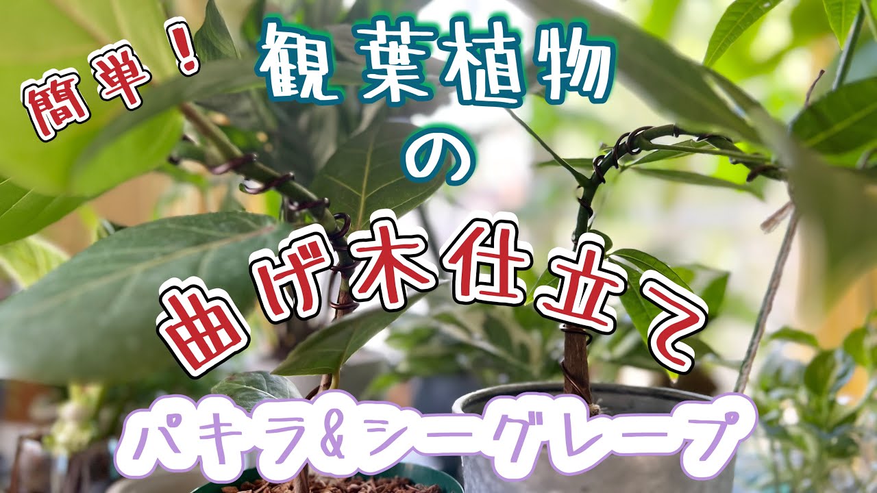 簡単】観葉植物の曲げ木仕立て【パキラ・シーグレープ編】 - YouTube
