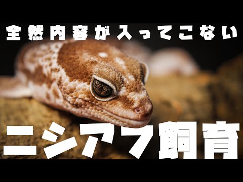 内容が入ってこないニシアフ飼育 - YouTube