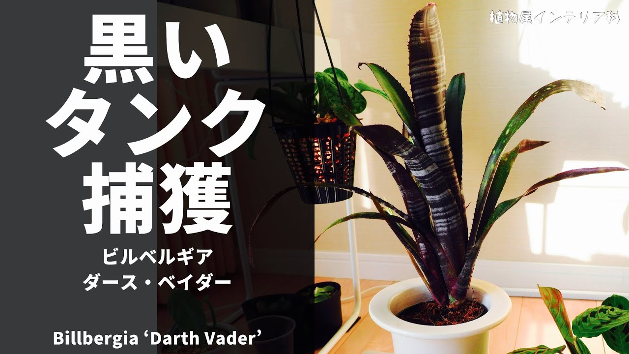 Billbergia 'Darth Vader' - YouTube