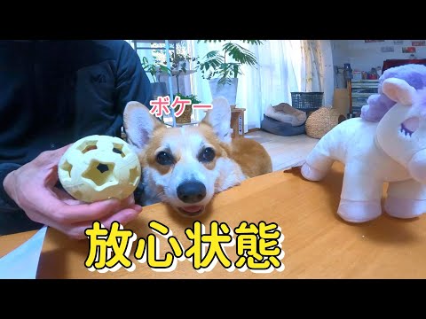 コーギーと仲間たち - YouTube