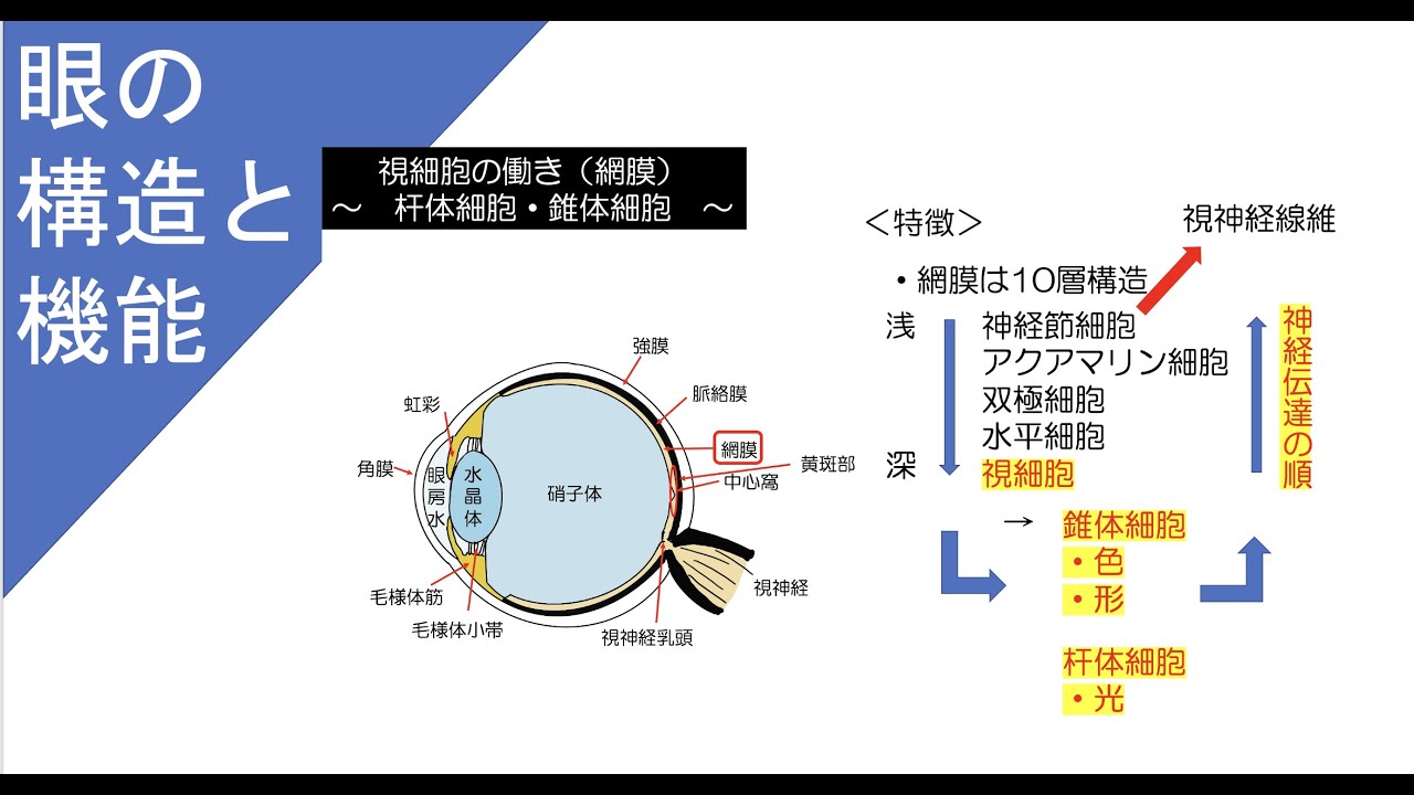 眼の構造と機能についてわかりやすく解説】解剖学・生理学 - YouTube