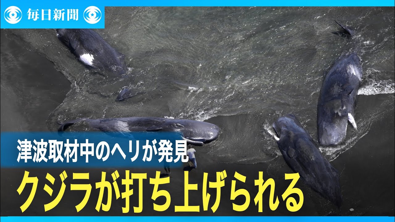 千葉・館山の砂浜にクジラが打ち上がる - YouTube