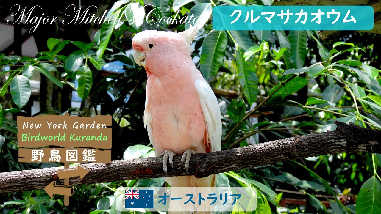 野鳥図鑑【Birdworld Kuranda】：Major Mitchell's Cockatoo (クルマ