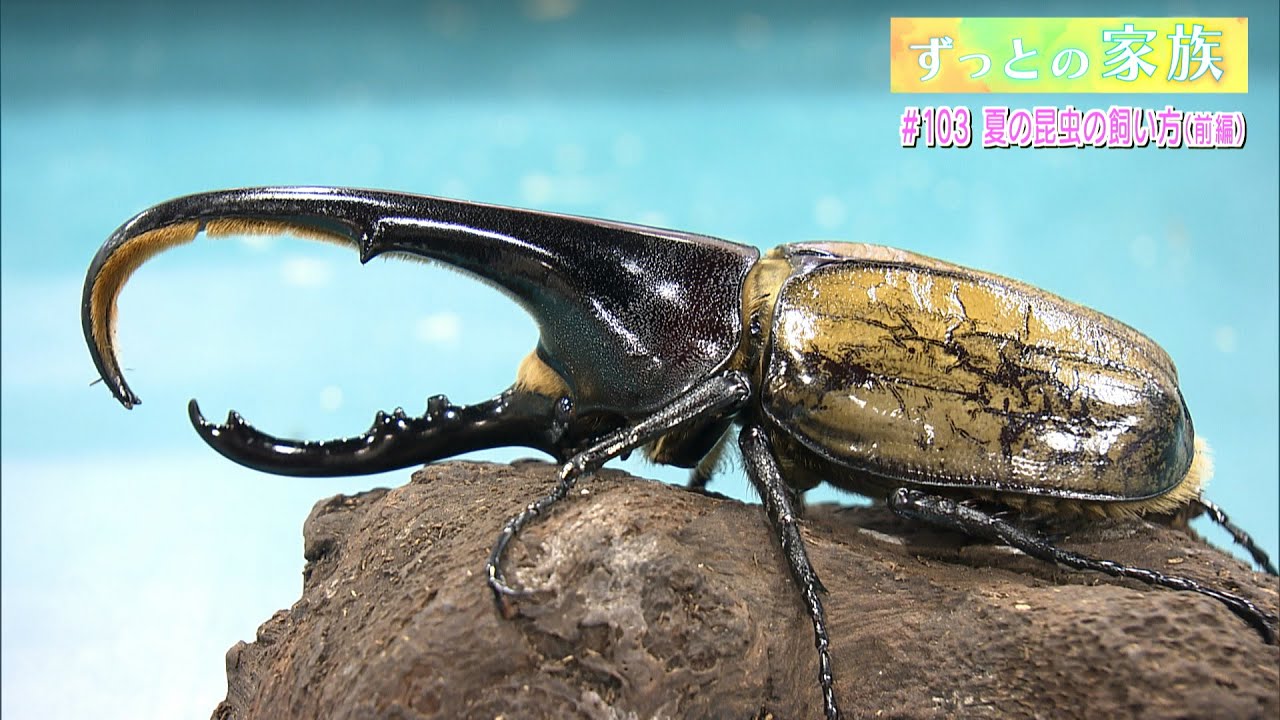 ポスト型はがき/2008年/夏 カブトとクワガタ