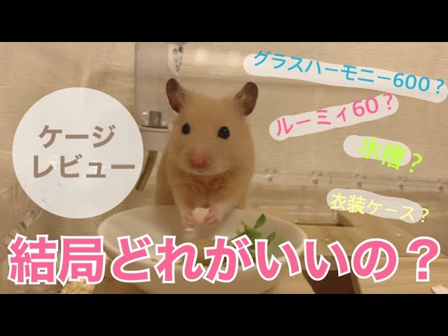 ハムスターのケージはどれがいい？【ルーミィ60・グラスハーモニー600