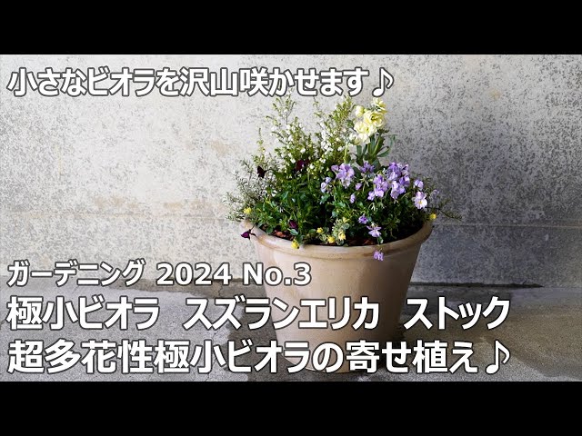ガーデニング 2024 No.3】 極小ビオラの寄せ植え - YouTube
