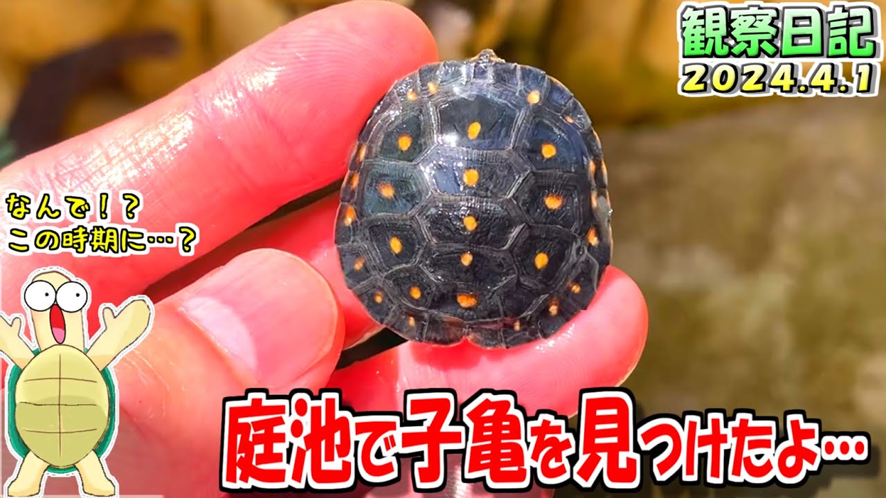 亀日記】庭池で亀ベビーを発見しました！【2024.4.1】 - YouTube