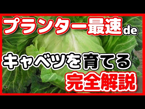 春からキャベツをプランターで育てて初夏に収穫する5ステップ完全解説