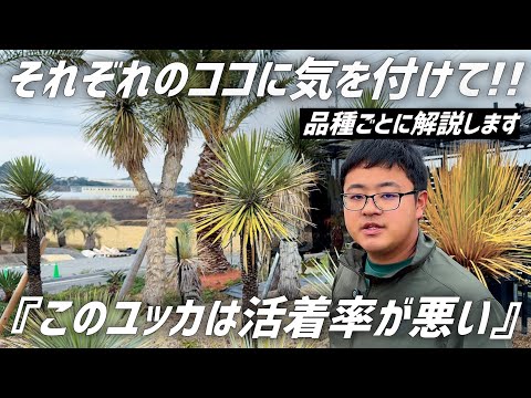 Yucca] We will tell you about the characteristics of each variety