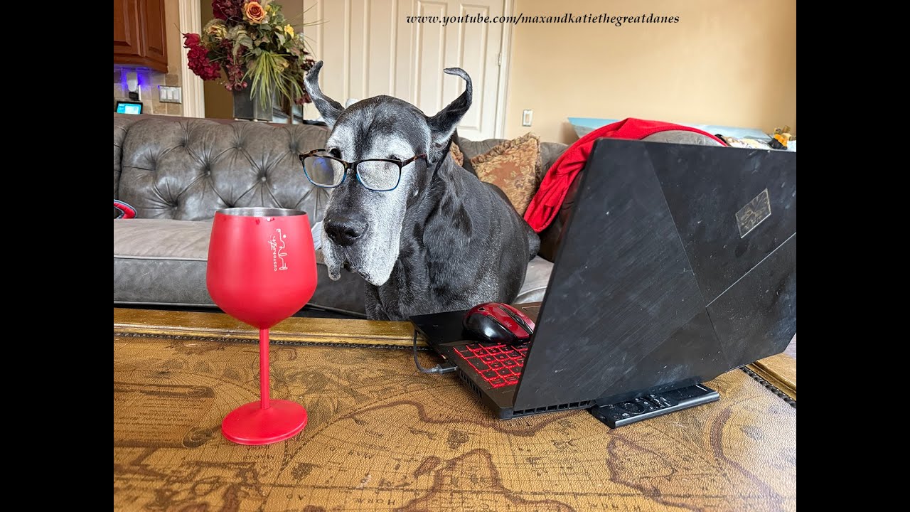 Funny Great Dane Is All In For Day Drinking - Wine O'Clock Begins