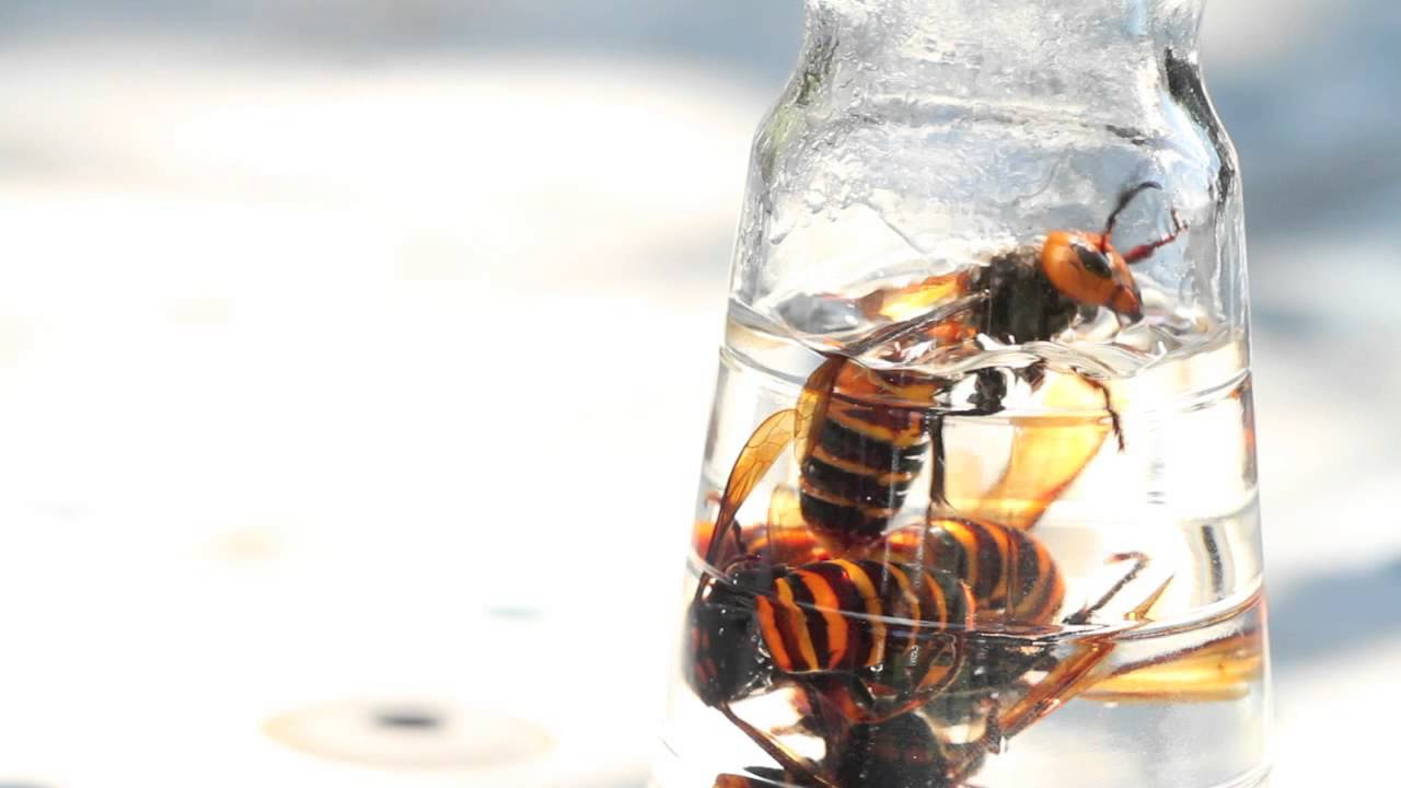 オオスズメバチ焼酎漬け1リットル✕2本 3年もの 2026年最新