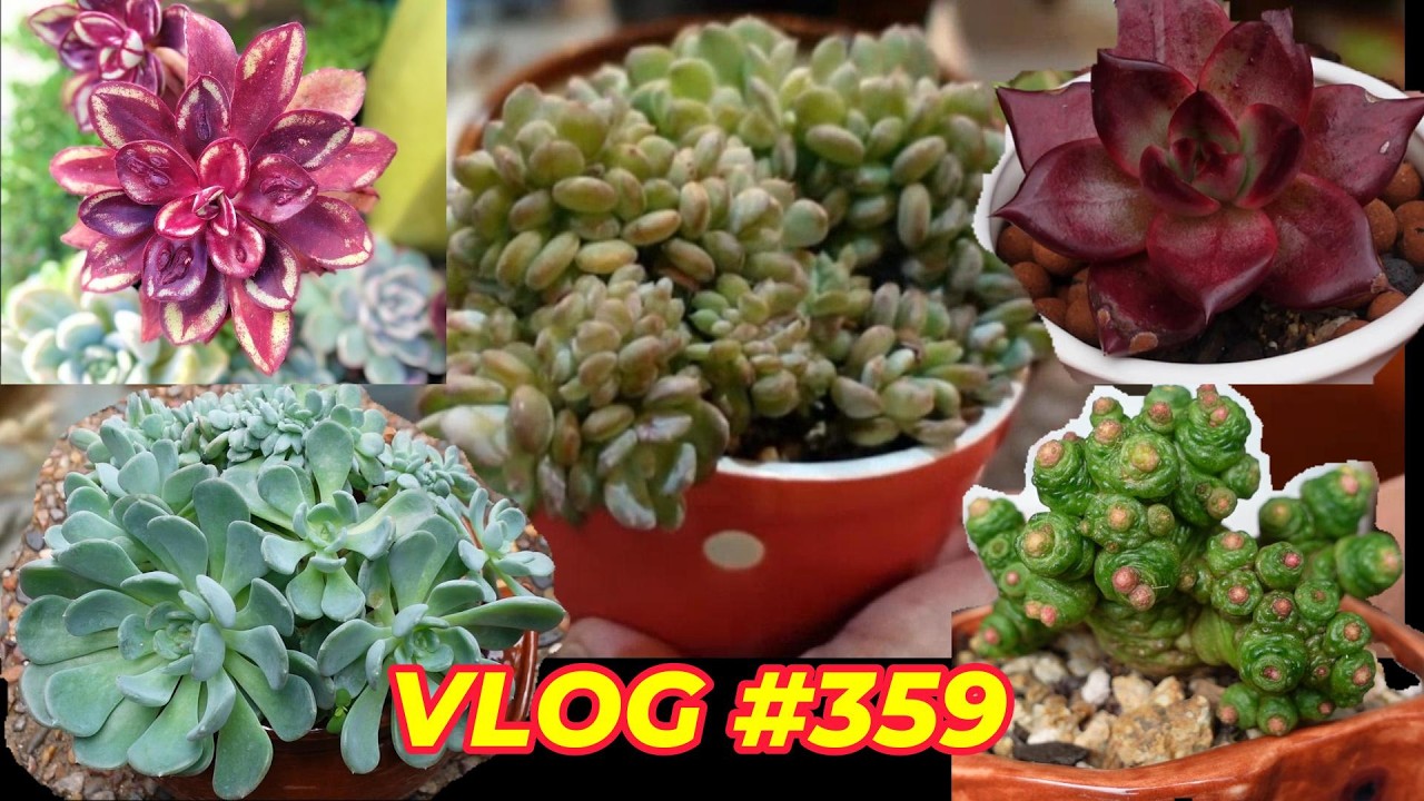 Succulent] The official shop finally opened! We have gathered many