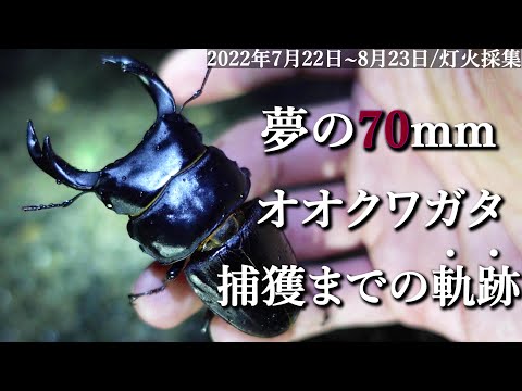 第8夜【伝説回】「夢の70mm天然オオオクワガタ捕獲までのキセキ