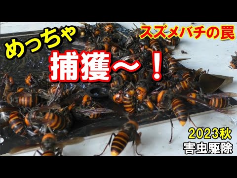 害虫駆除】仲間を呼んで、どんどん捕まるスズメバチ Japanese giant