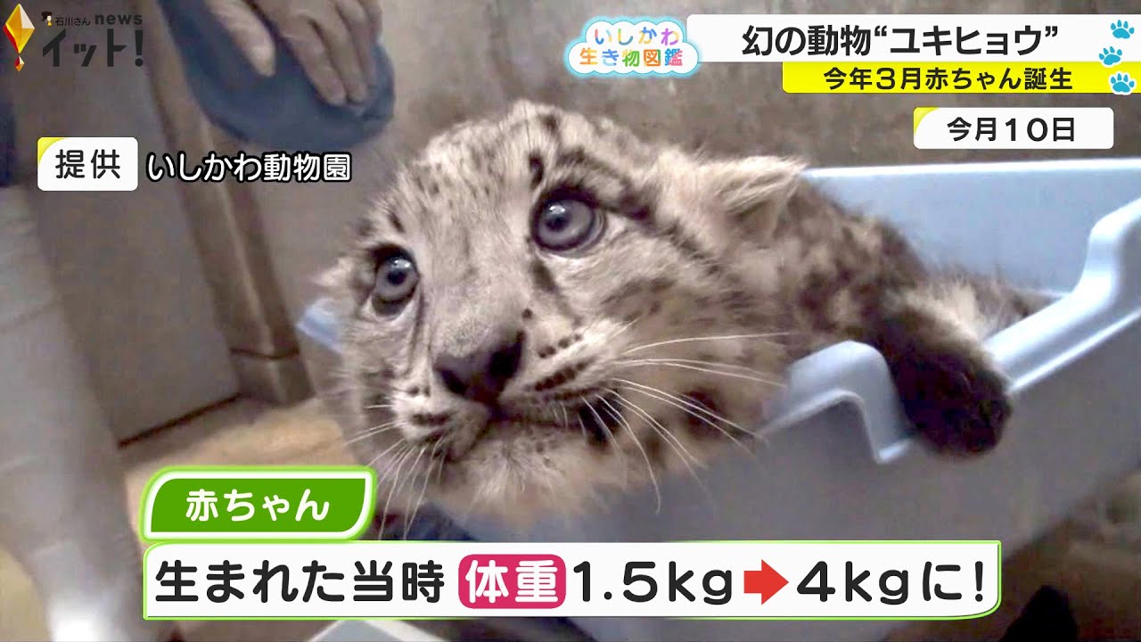 A baby snow leopard, a mythical animal, was born at Ishikawa Zoo