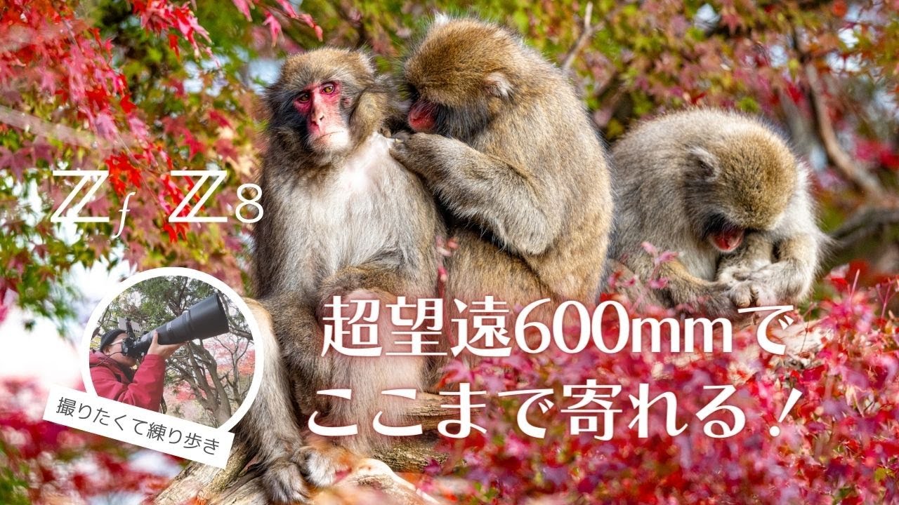 Nikon 180-600mm Super Telephoto Lens - Just this will do! Wild