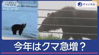 エサ豊富も危険！？ 今年のクマ要注意