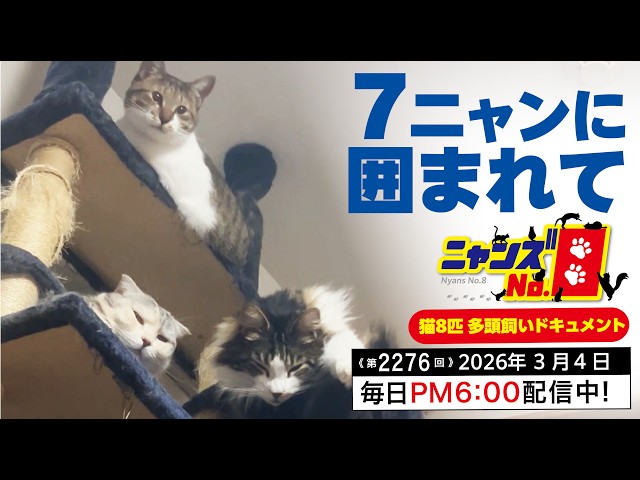 No. 2276》Surrounded by 7 cats - YouTube