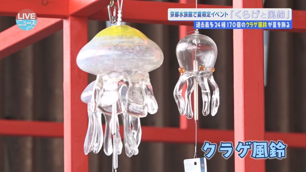 2023/8/10放送】過去最多24種170個の“クラゲ風鈴”が登場！ 京都水族館