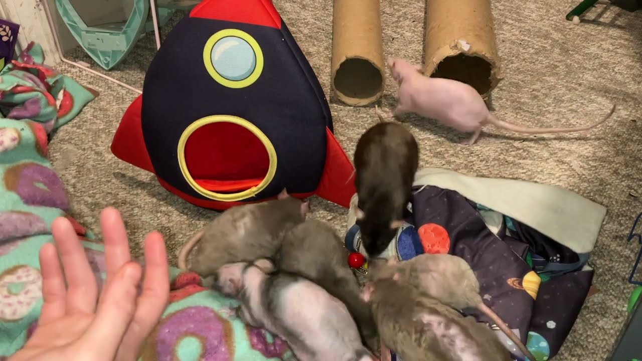 Reviewing January 2026's Ratty Box! - YouTube