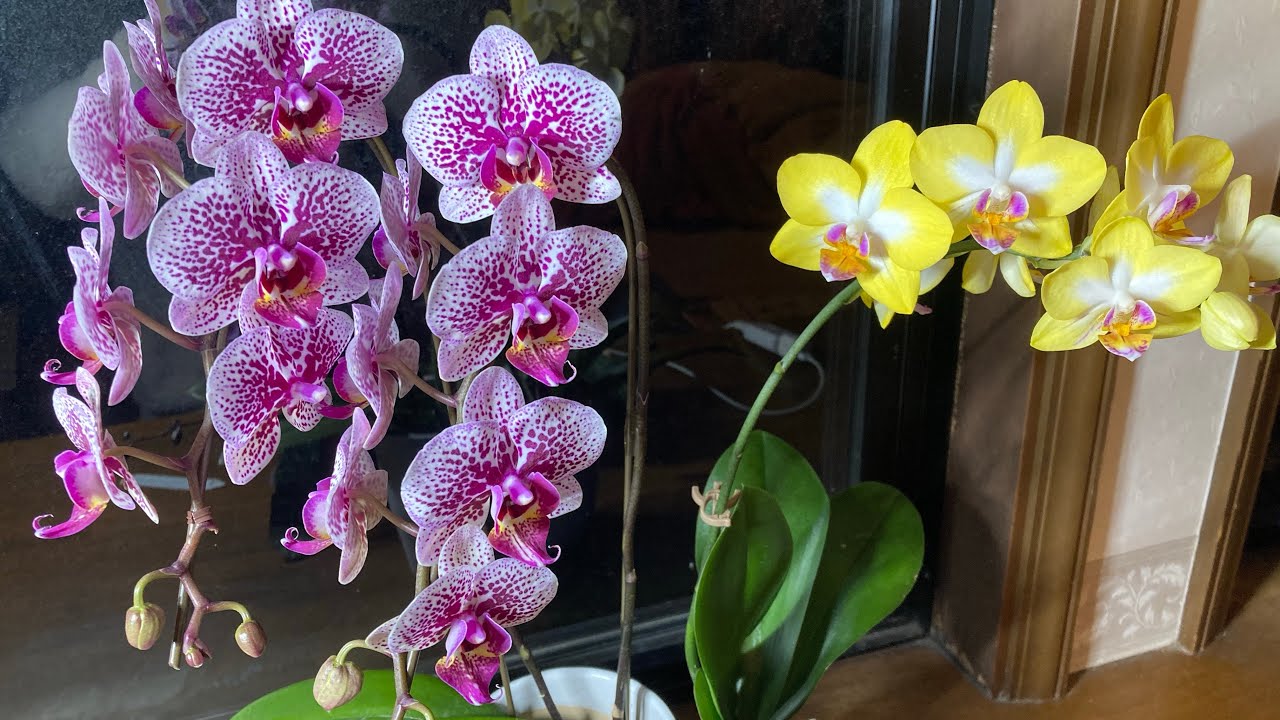 胡蝶蘭20 香る原種胡蝶蘭シレリアナ🌸 - YouTube